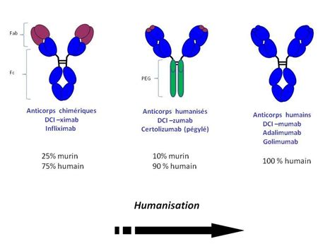anticorp neadrogenic pax8 anticorp